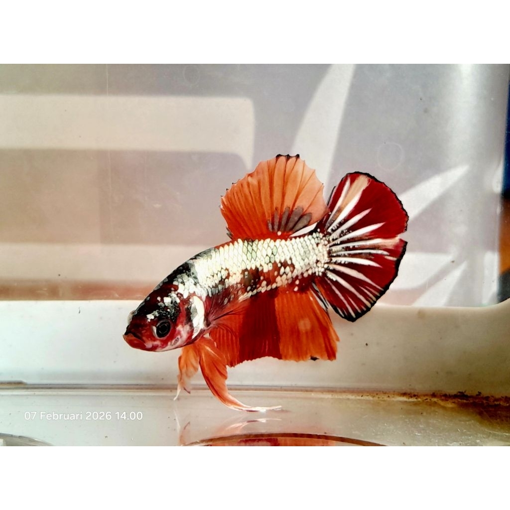 cupang red barongsai + box pajangan