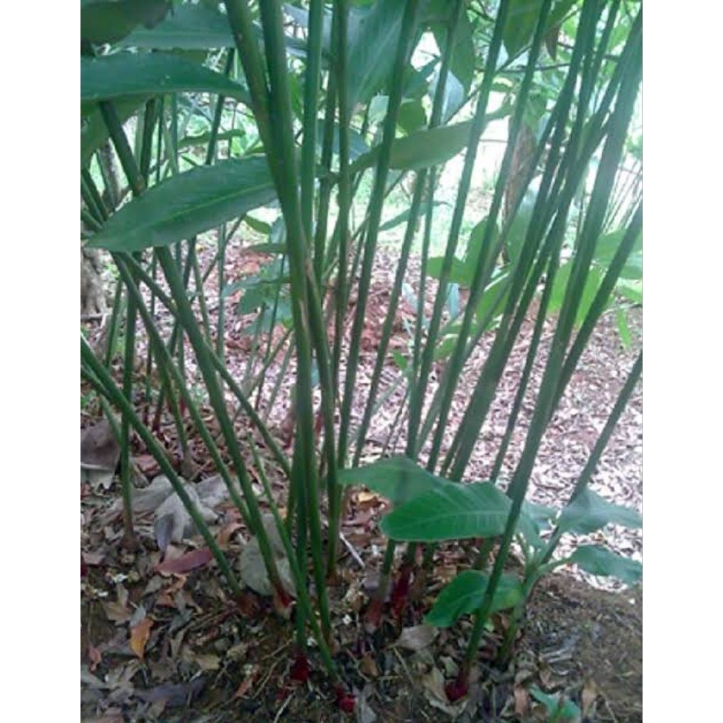 jual bibit kapolaga/kapol