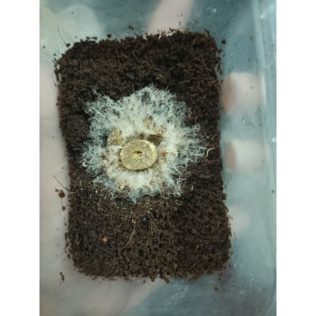 Grindal worm