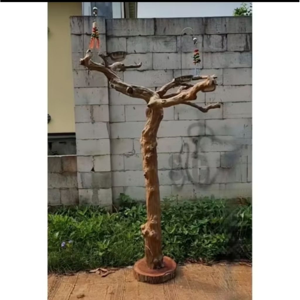 Tangkringan burung farrot/tangkringan burung elang,hantu,Macau