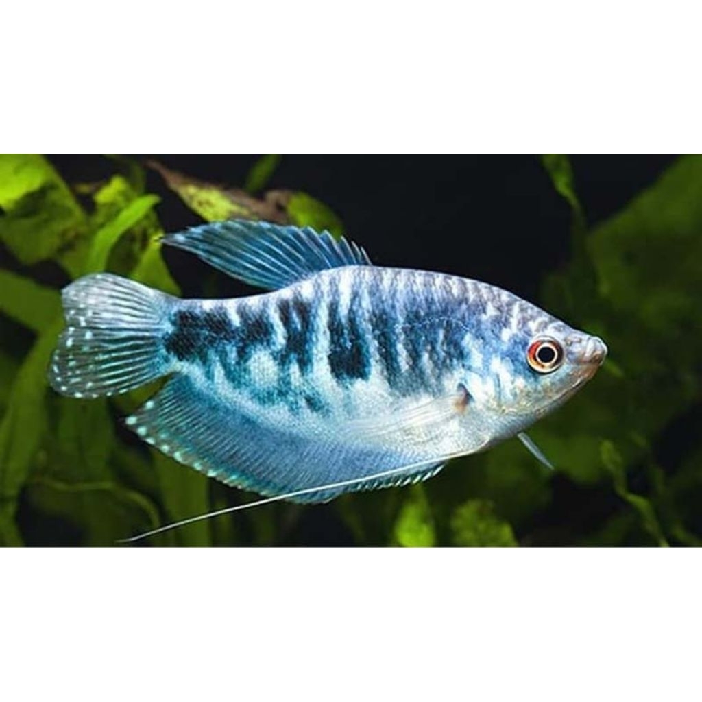 bibit ikan sepat hias biru