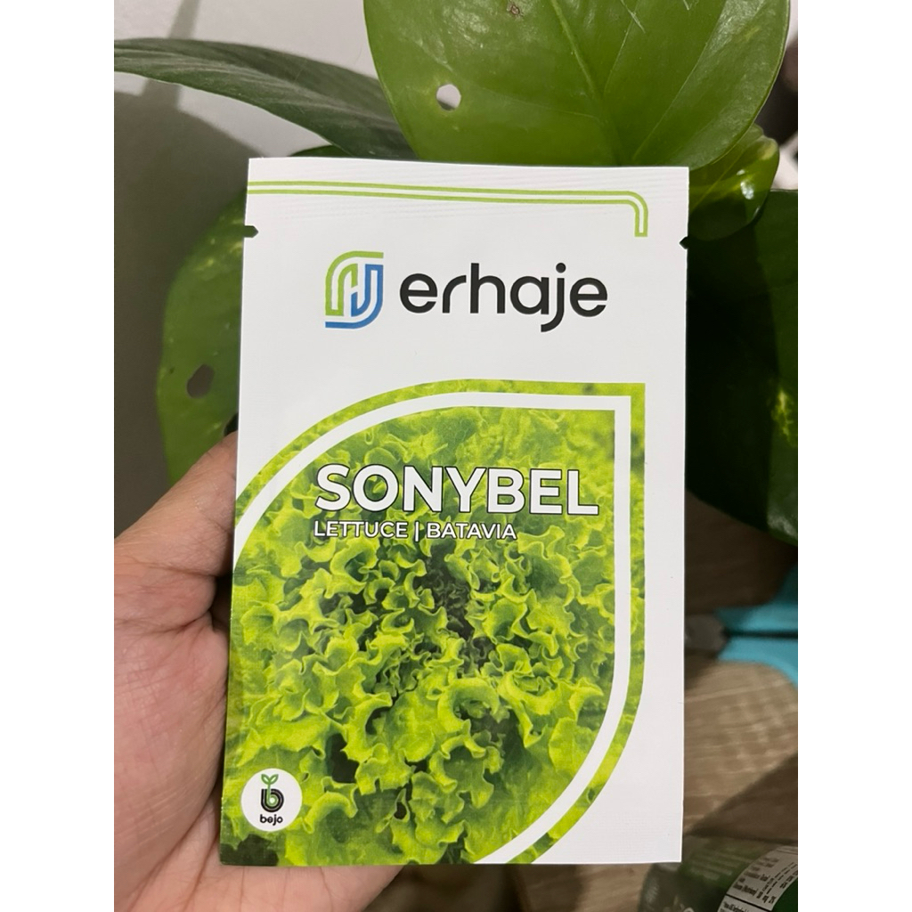 selada SONYBEL - Benih Selada Batavia – Bejo Seeds / Erhaje (pengganti benih MYRTEL)