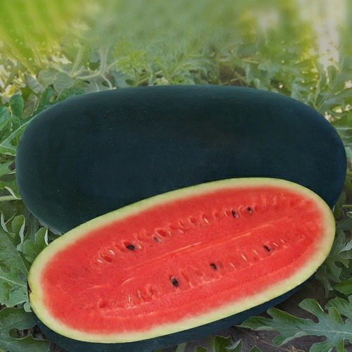 2 Biji Benih Semangka BONITA F1