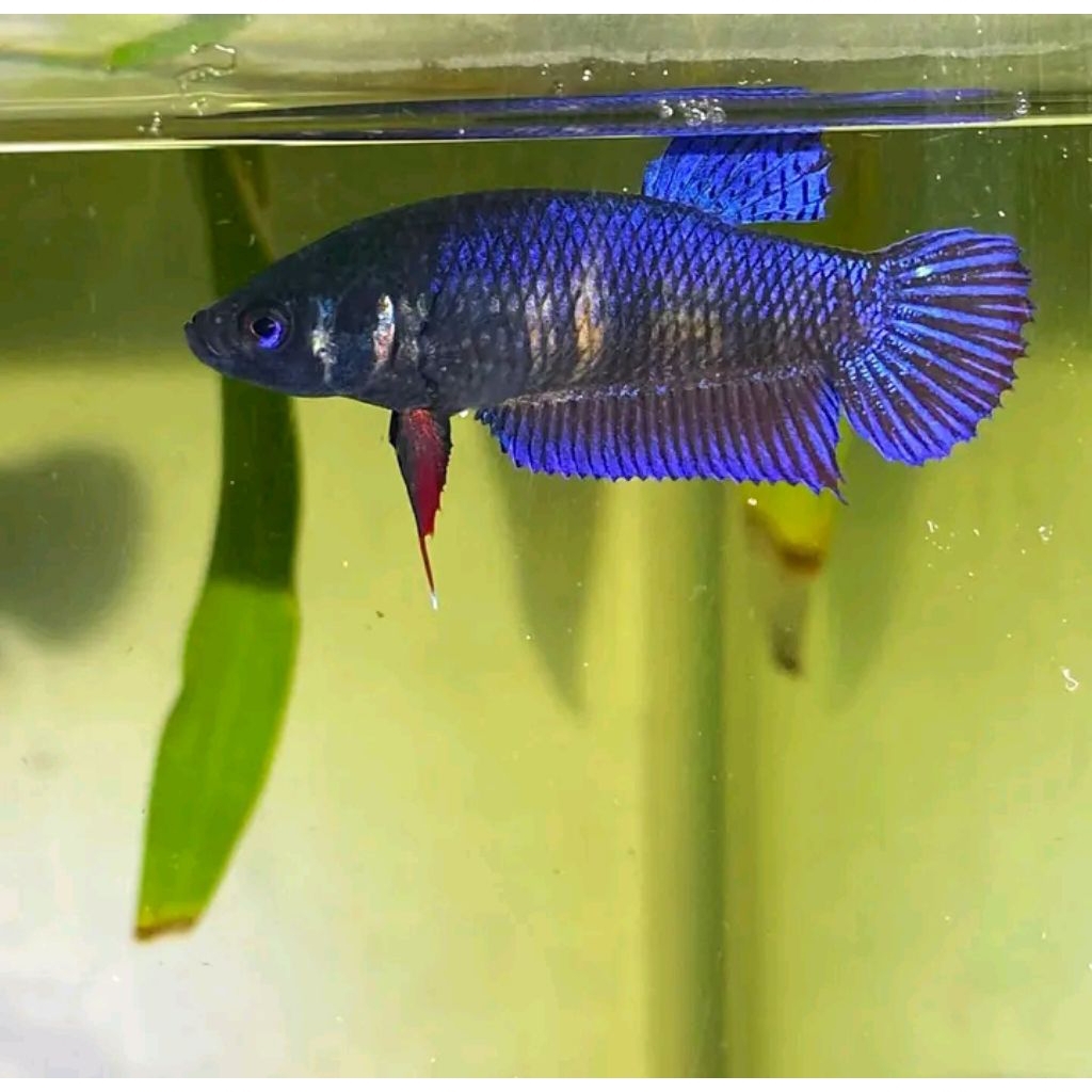 cupang adu betina MDS