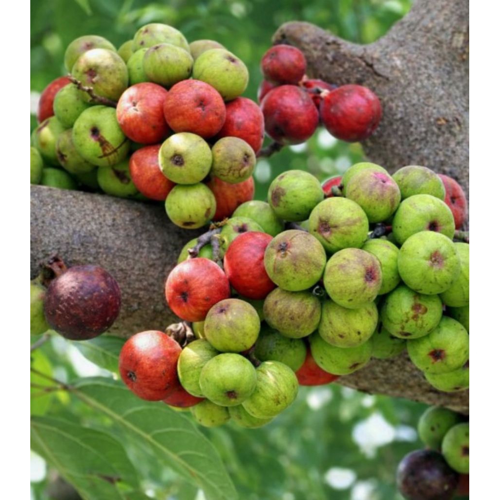 Buah loa (lo/ ficus racemosa) buah langka