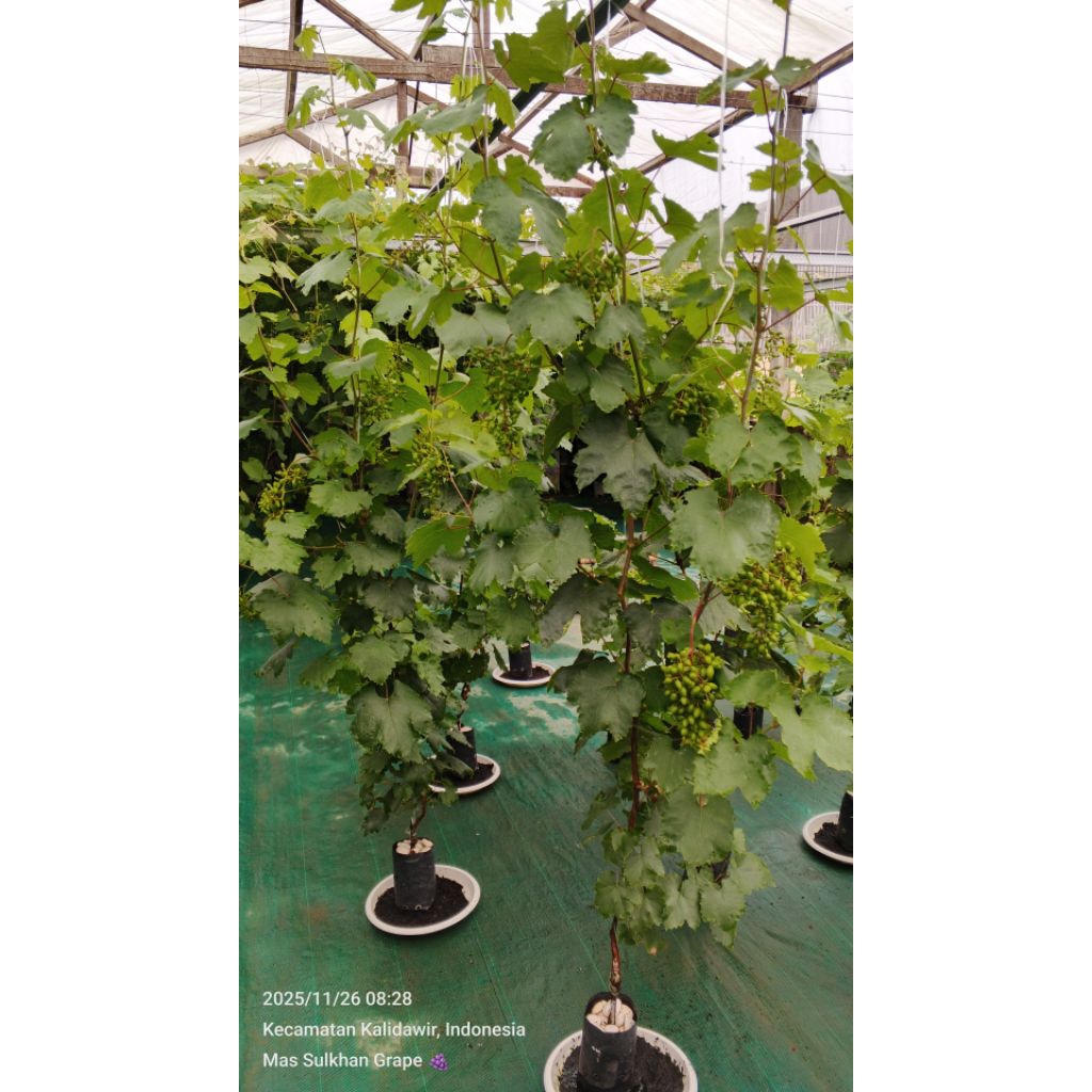 Ab Mix Mas Sulkhan untuk pekatan 1 liter