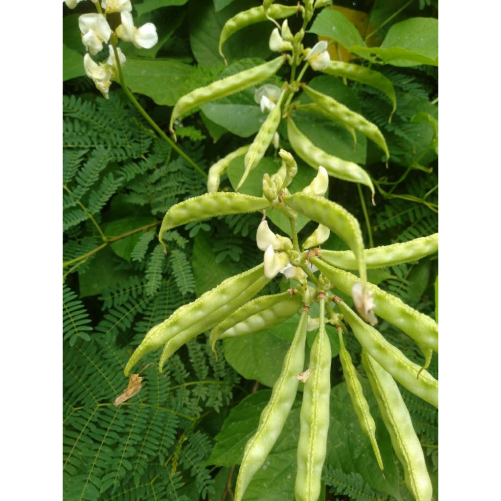 Sayur Koro Uceng Hijau segar