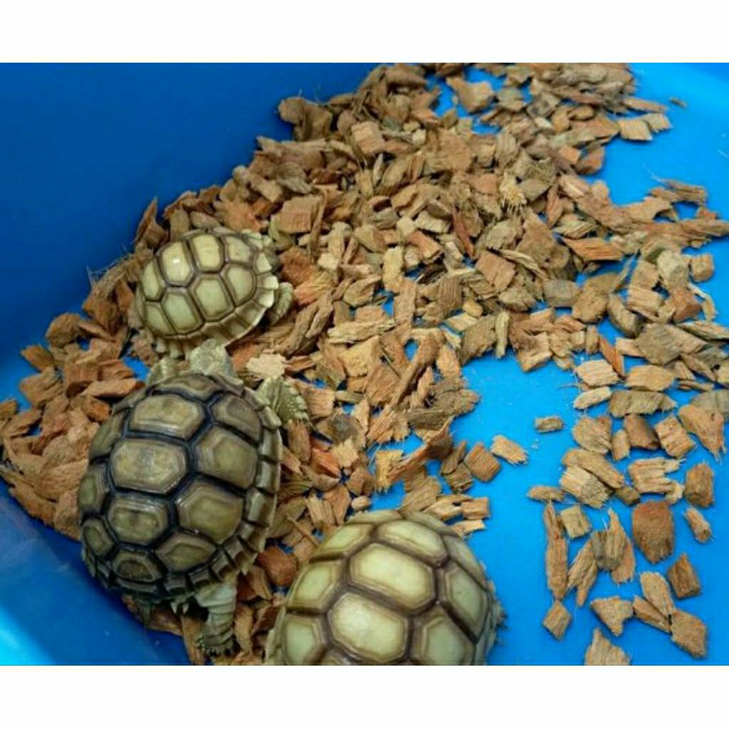 telur kura kura sulcata siap untuk di tetaskan original di jamin siap untuk tetaskan