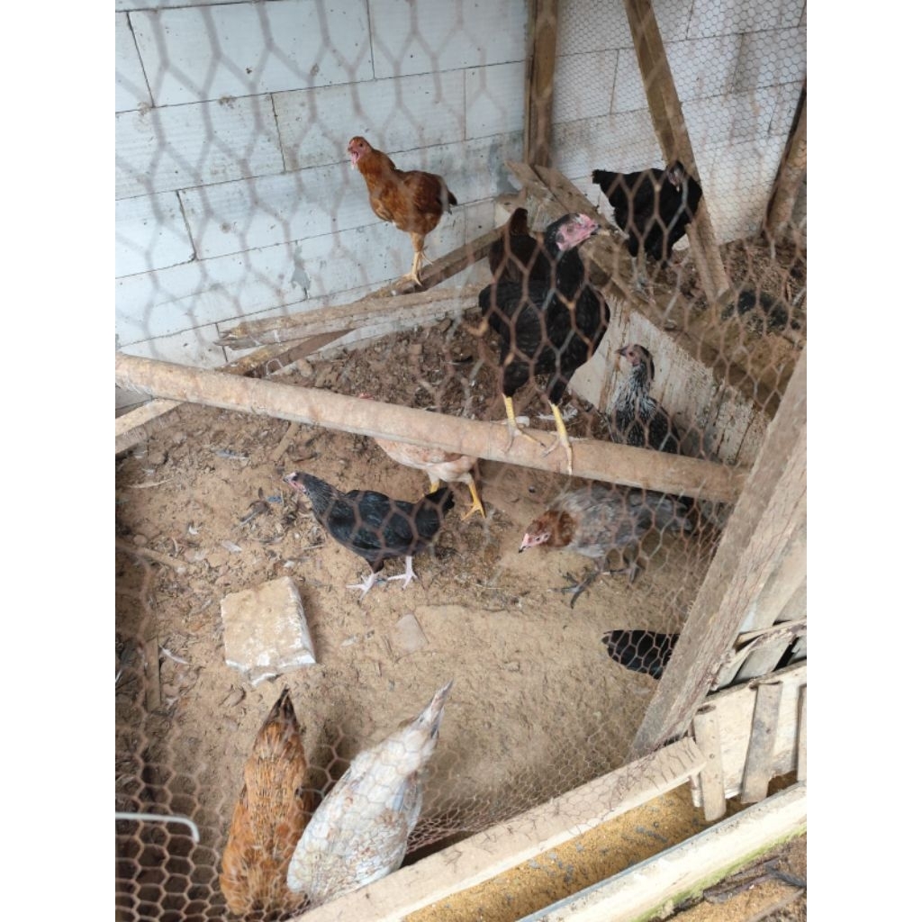 ayam kub 5 bulan betina