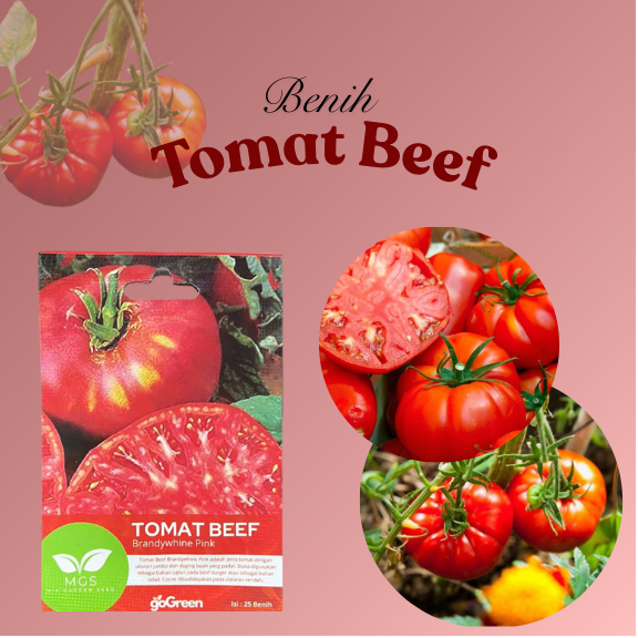 Benih Tomat/Benih Tomat Beef/Benih Tomat Beef Mini Garden Seeds/Benih Murah