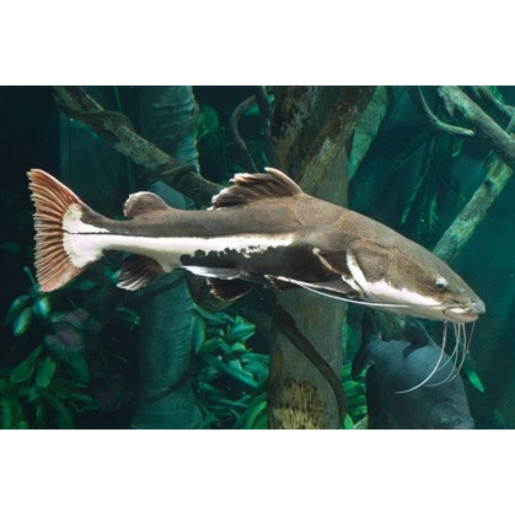 IKAN HIAS RTC size 20 cm up KHUSUS INSTANT