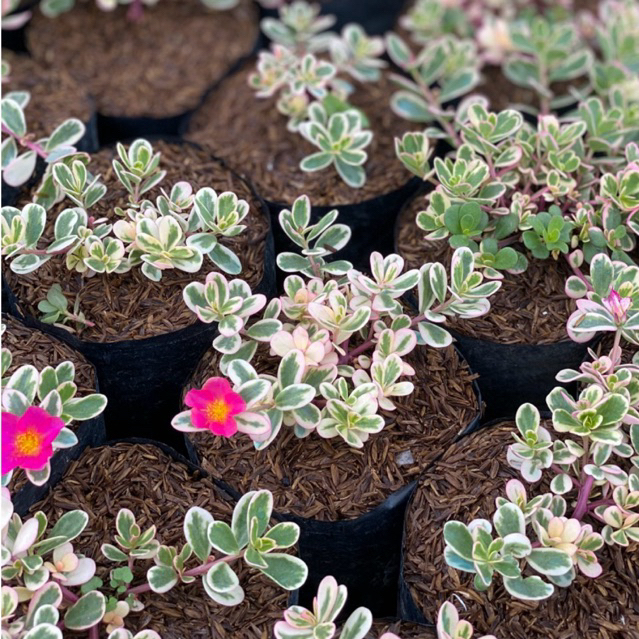 Tanaman hias krokot pink variegata - krokot varigata