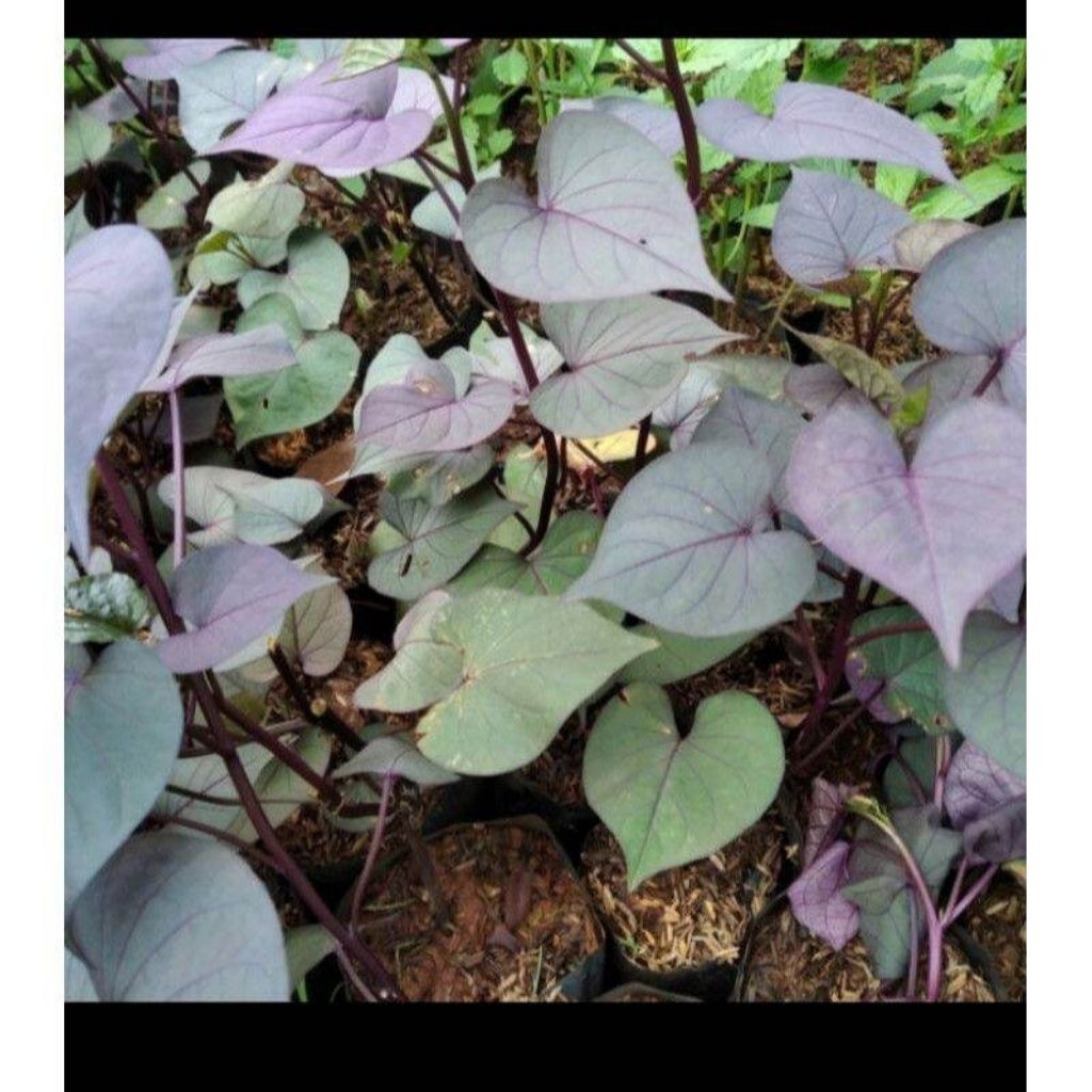 10 batang ubi jalar ungu