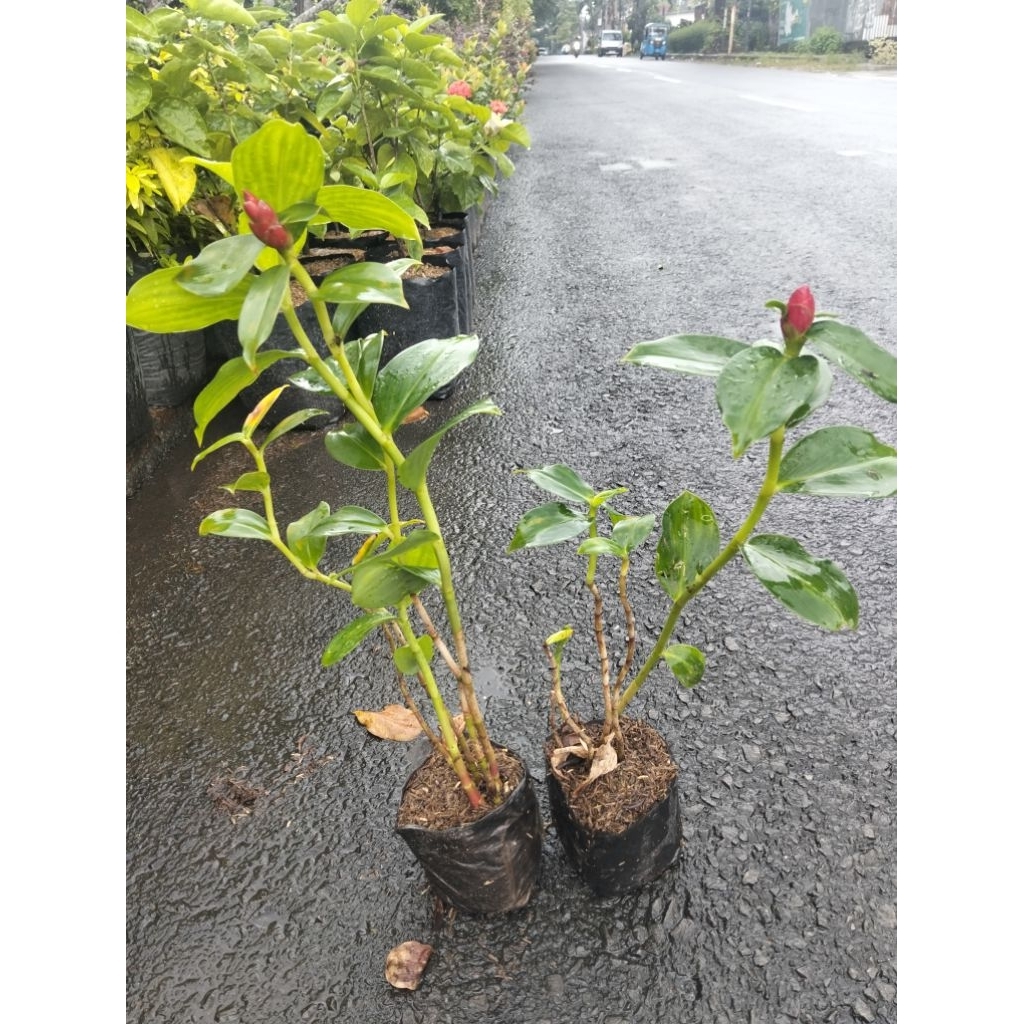 Tanaman Hias Pacing Pentul-Bunga Pacing Pentul