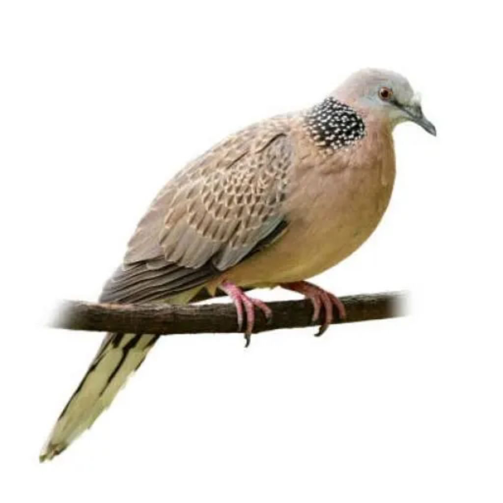 Tekukur Derkuku Gayer Rajin Bunyi