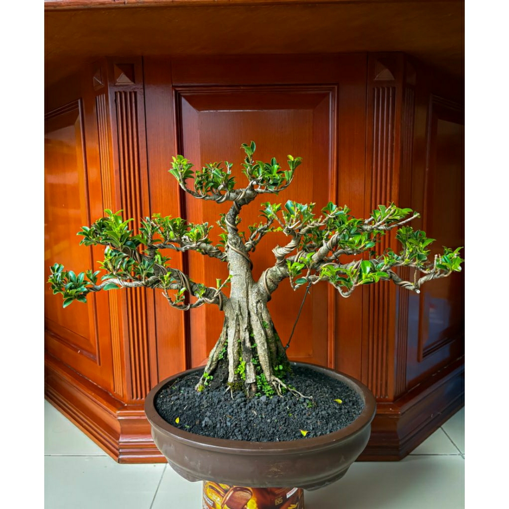 Bonsai Ficus Elegant (Beringin Elegan)