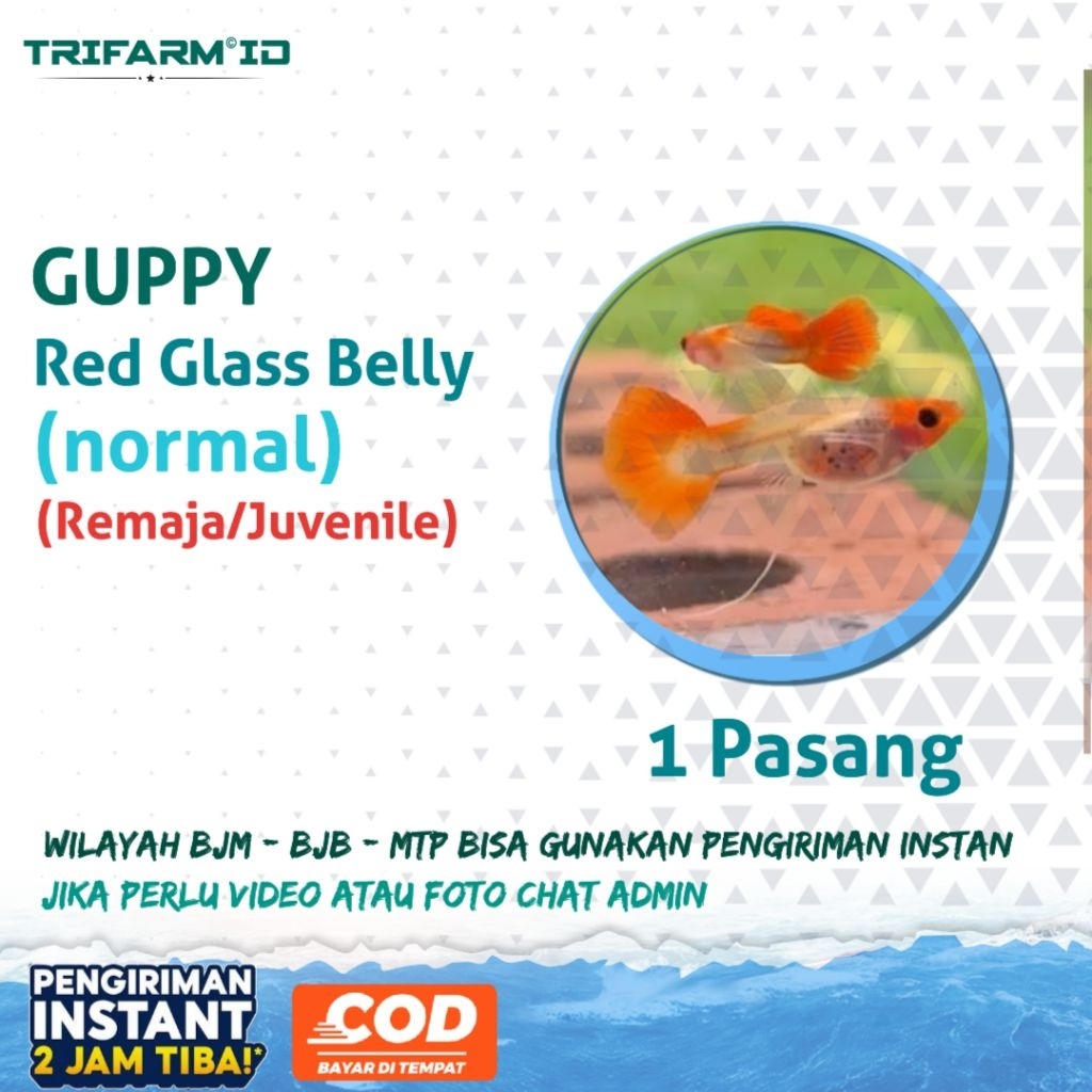TRIFARM Benih Bibit Guppy Red Glass Belly Sepasang