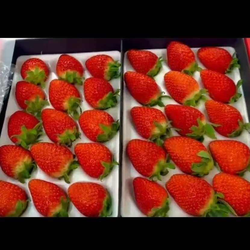 Strawberry Korea Fresh Spesial Box