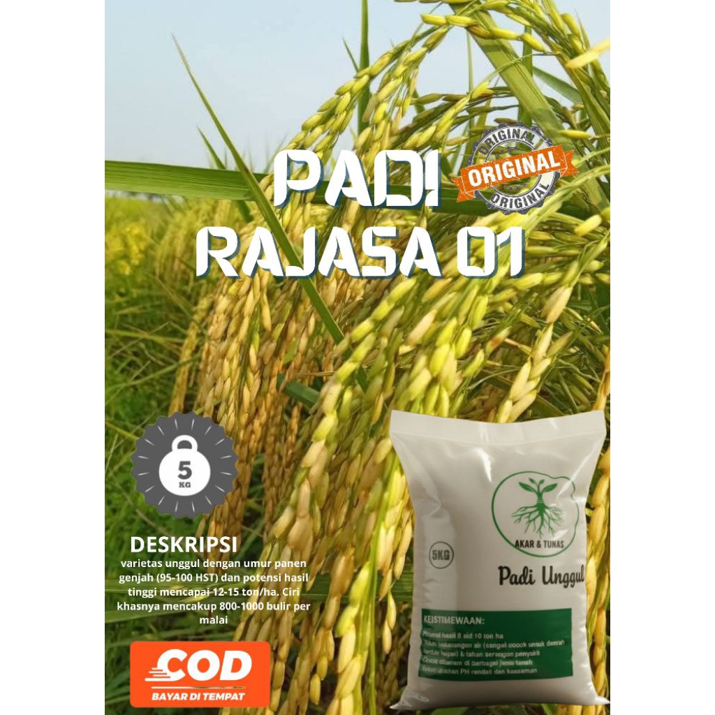 BIBIT PADI UNGGUL RAJASA 01