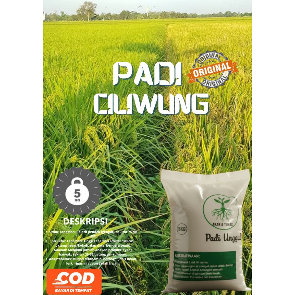 PADI CILIWUNG 02 kemasan 5kg