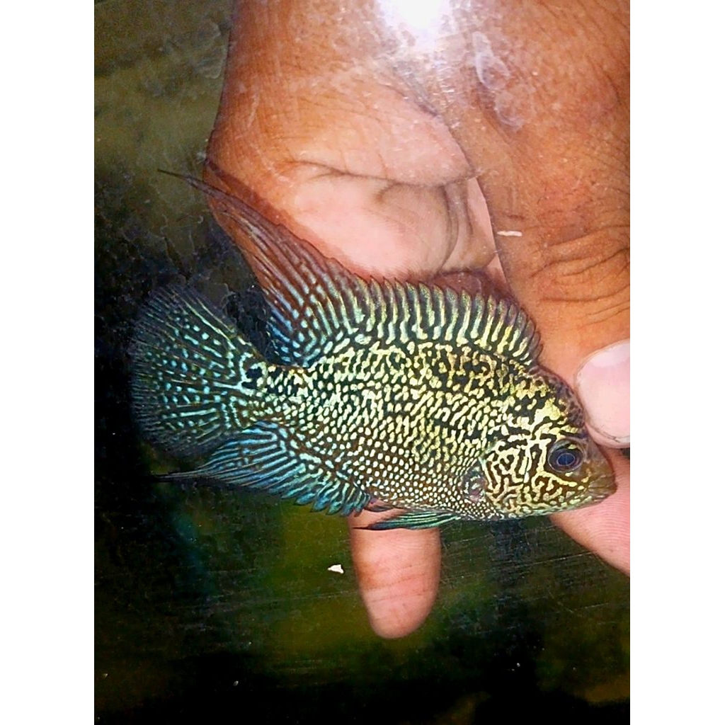 Lukisan Louhan Cencu Grade A genetik Super