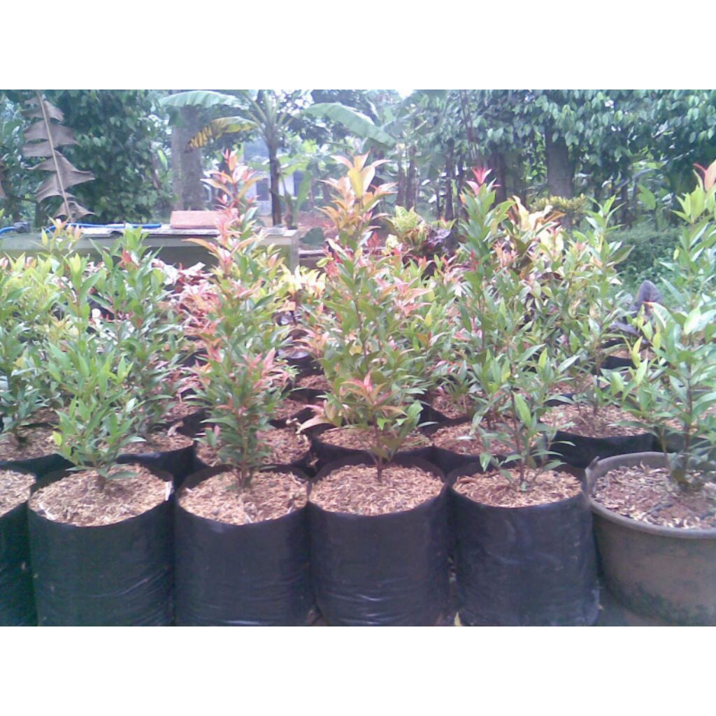 Tanaman Pucuk Merah (Bibit pucuk Merah dari Biji)