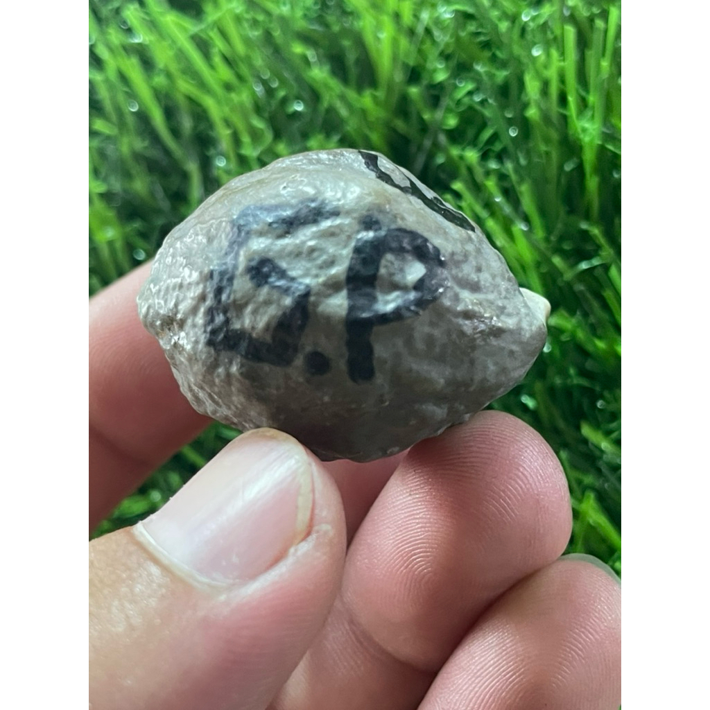 Muncang Adu gurame X pait