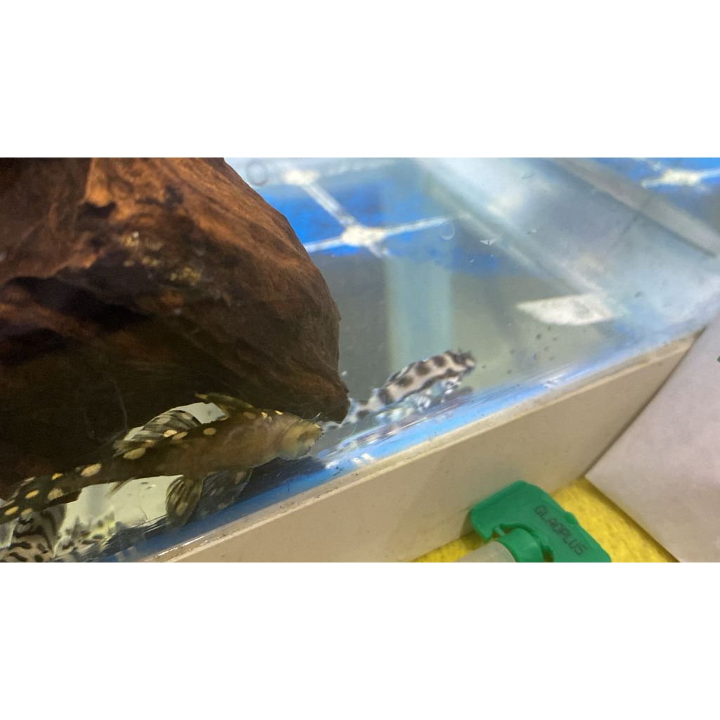 Pleco L236 Hypancistrus sp - cracked zebra size 4cm