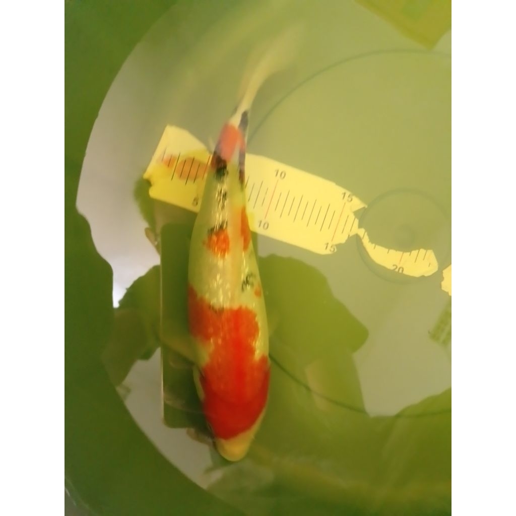 Ikan koi jenis Sanke Ginrin 32cm bagus