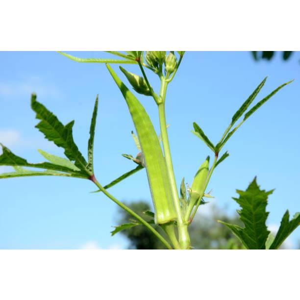 TANAMAN SUPER BENIH OKRA HIJAU
