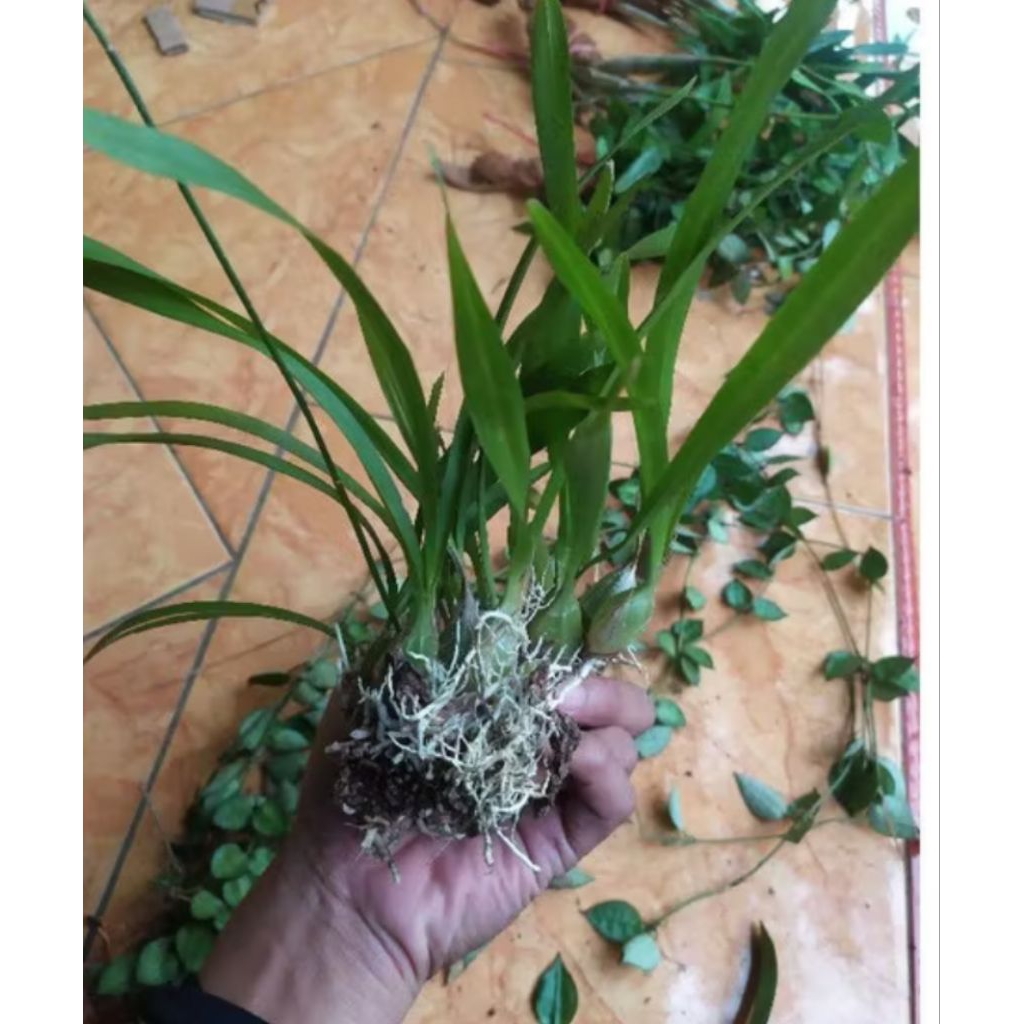 tanaman hias anggrek hutan/anggrek bawang