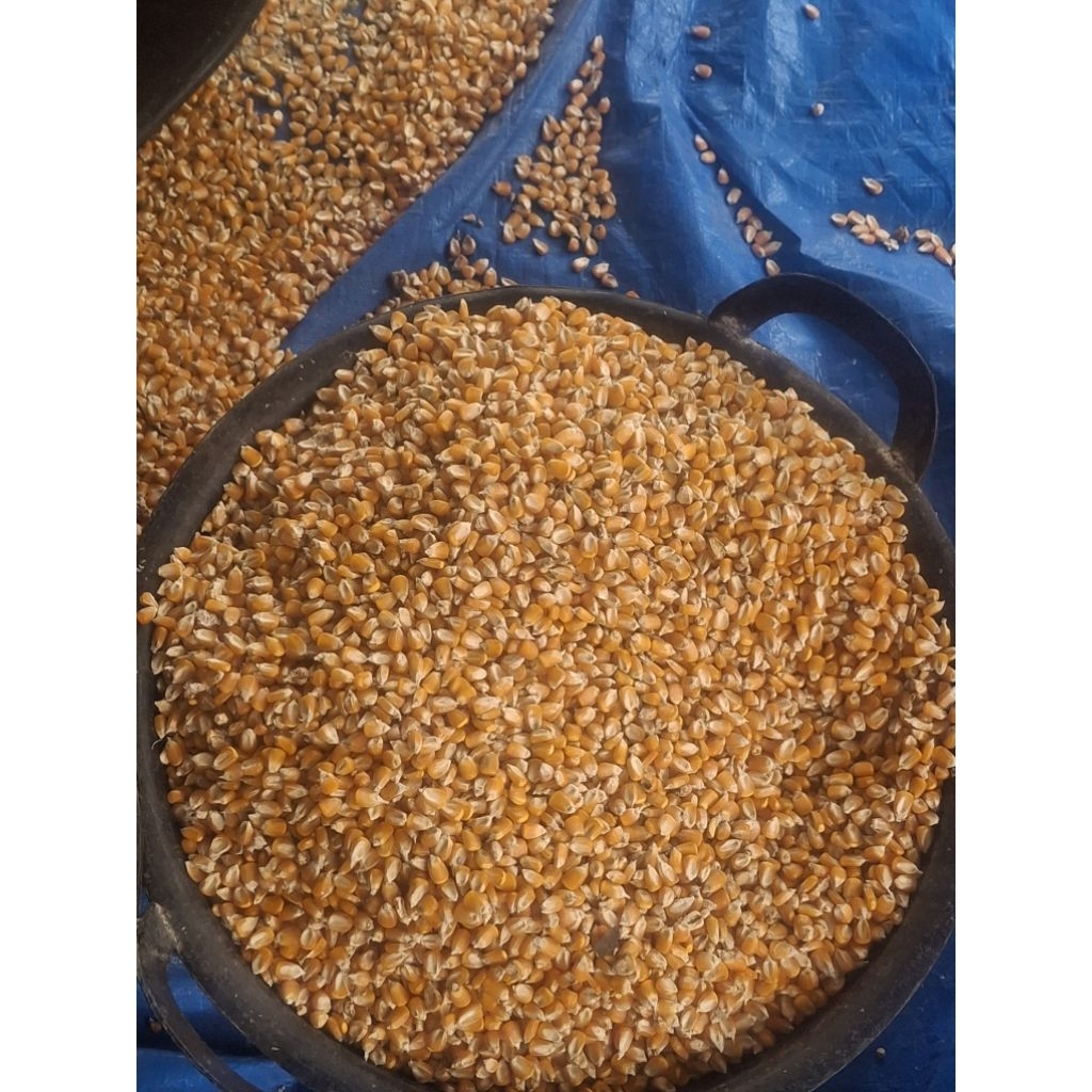 jagung utuh kering 1kg