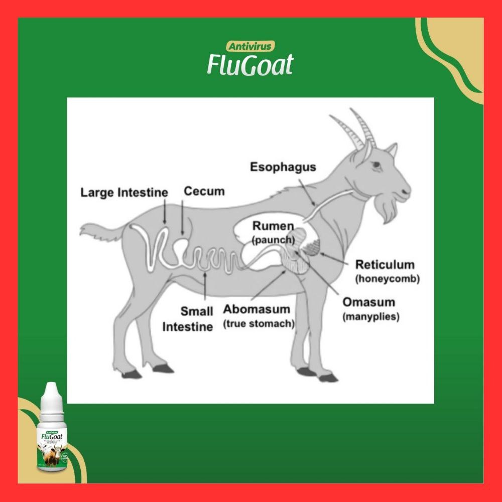 BACA DENGAN TELITI SEBELUM MEMBELI   Flugoat anti virus mengobati kejang ambruk kembung batuk pilek 