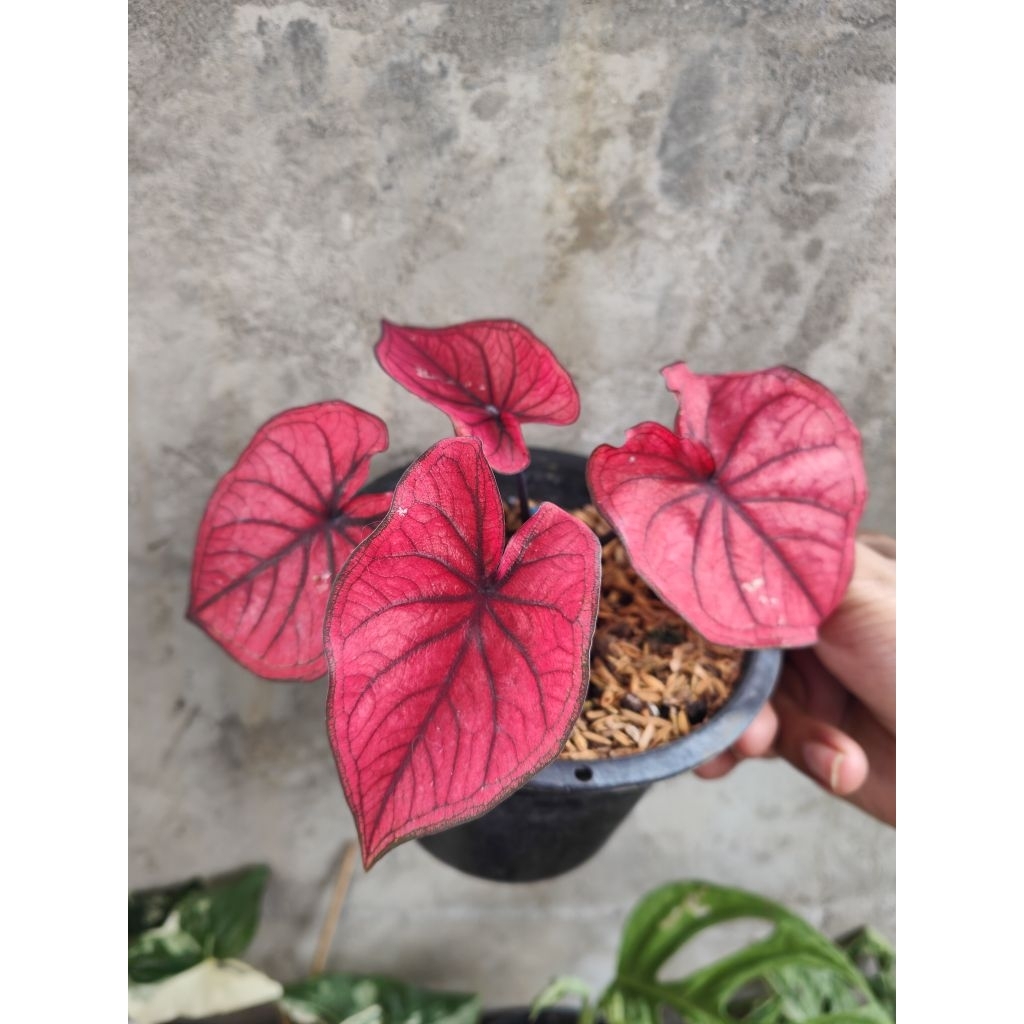 Keladi Ren stone merah merona