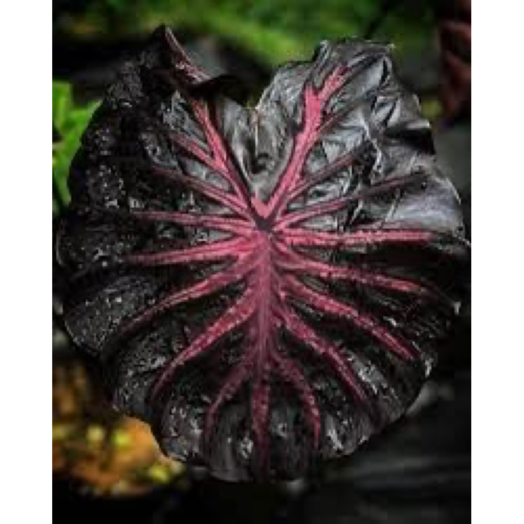 COLOCASIA BLACK LAVA/anakan colocasia black lava  tinggi +-30cm
