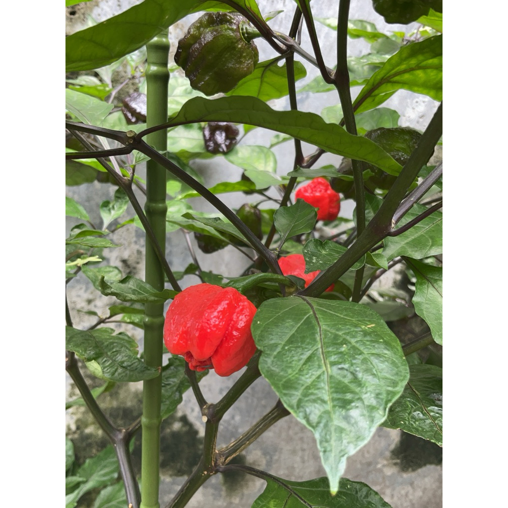 red carolina reaper