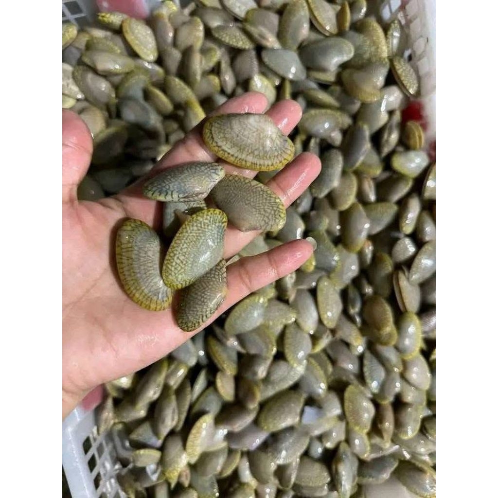 kerang batik