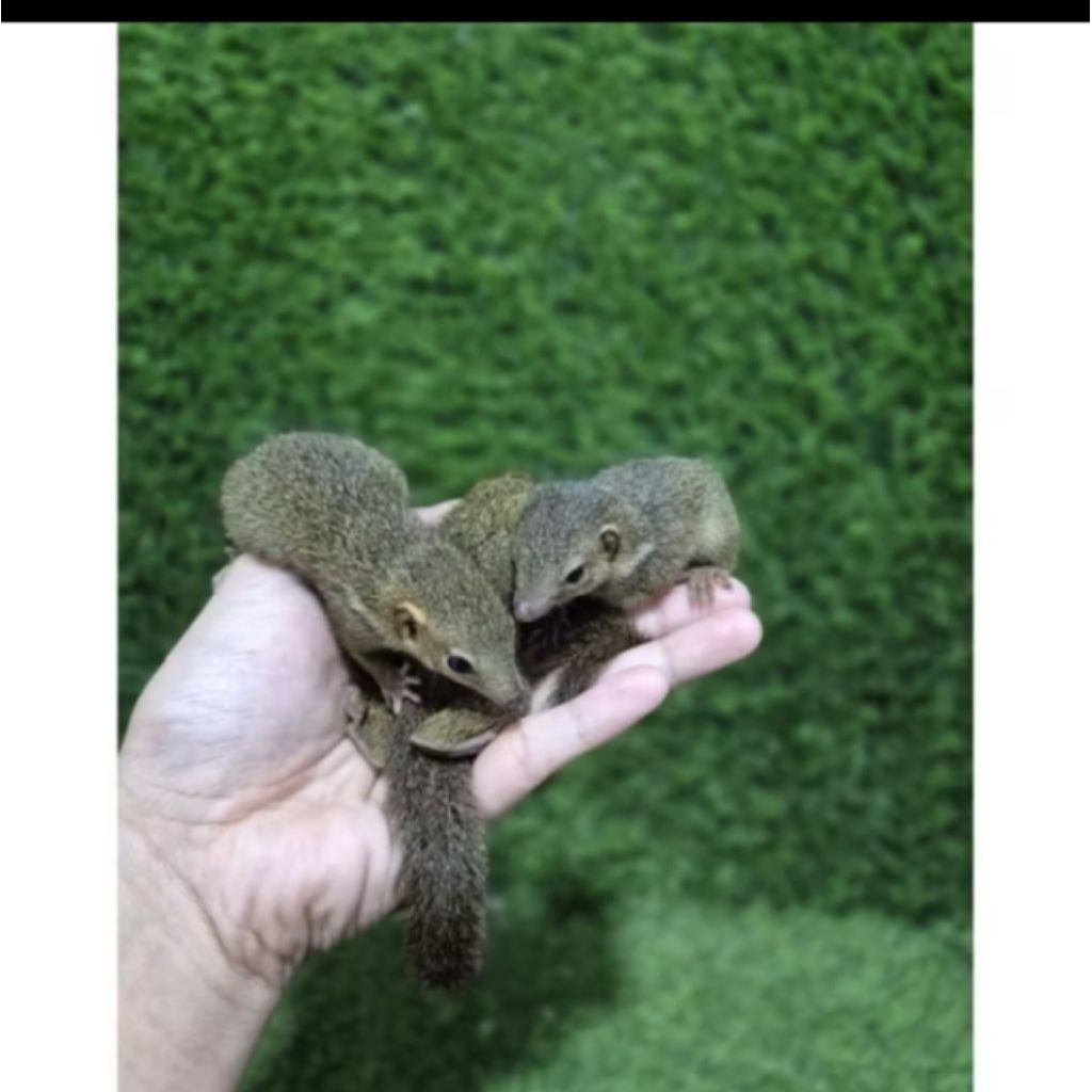 tupai kekes anakan jinak aman untuk anak anak