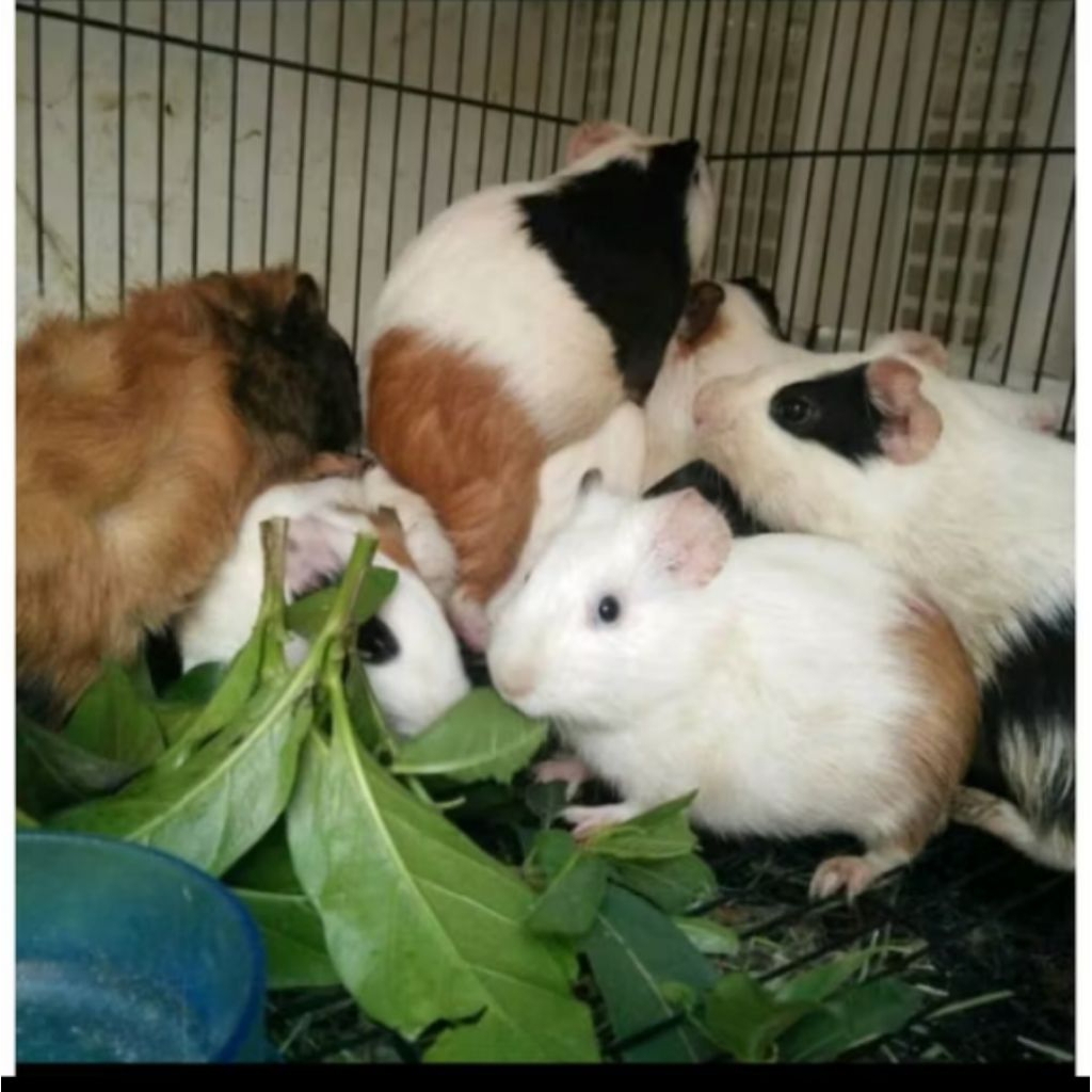 marmut lucu jinak sehat