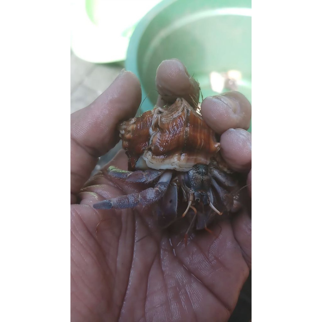 mainan kelomang rugosus besar