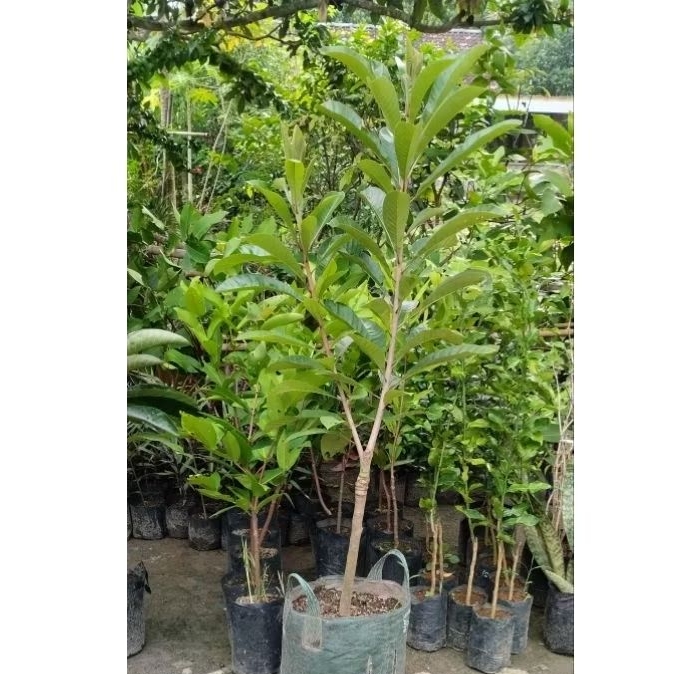 Mamey sapote lorito Jumbo