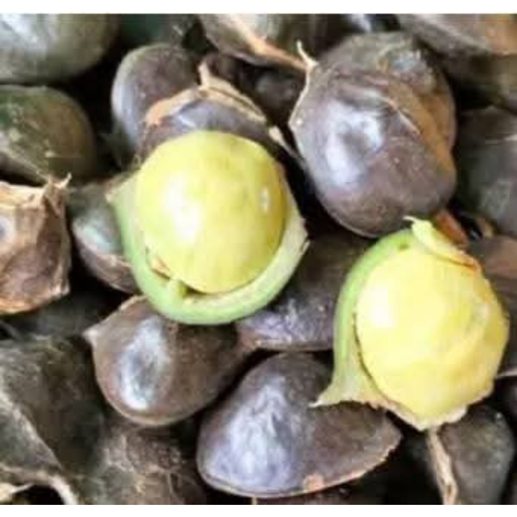 jengkol muda lalapan