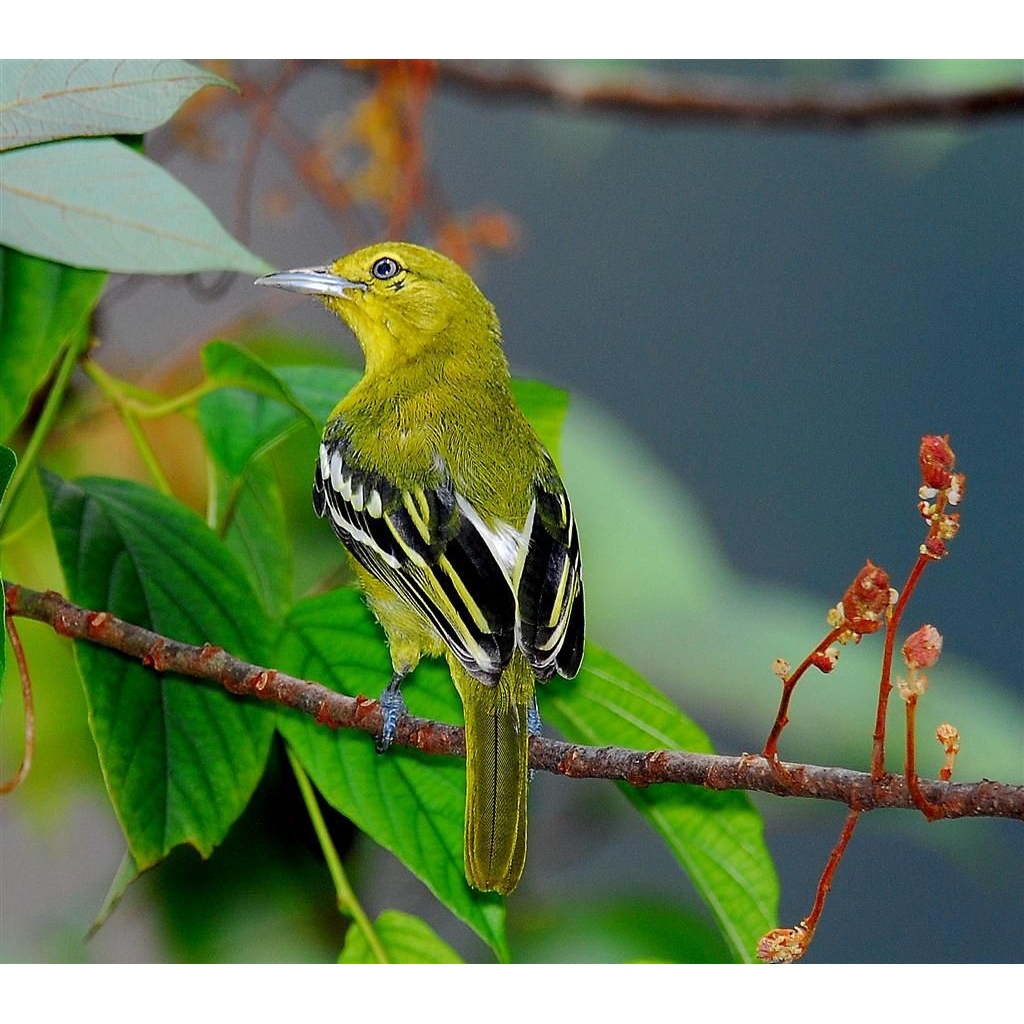 Burung cipo atau sirtu rawatan jantan