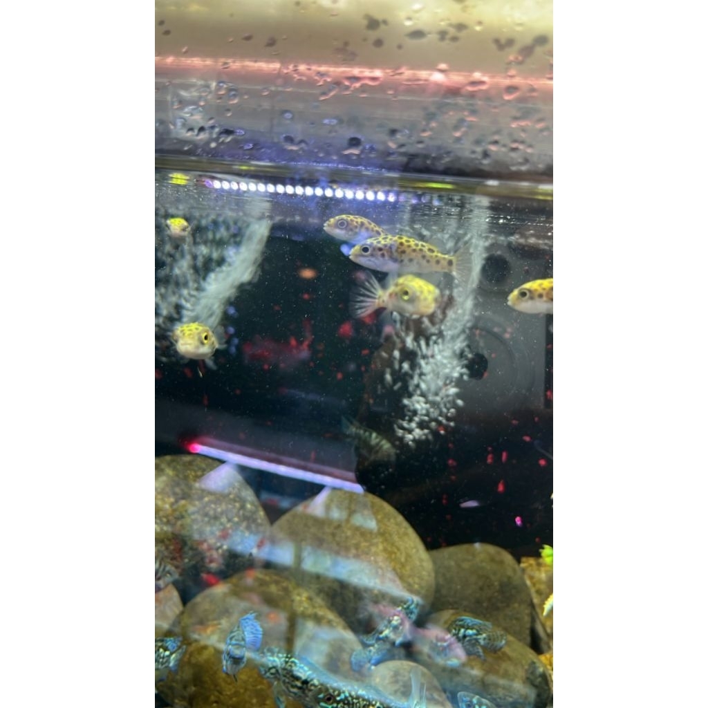 mainan aquarium ikan buntal air tawar/mini puffer isi 3