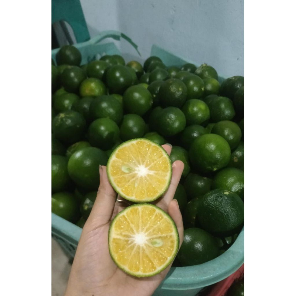 jeruk peras besar 1kg/jeruk peras asam manis/jeruk peras segar