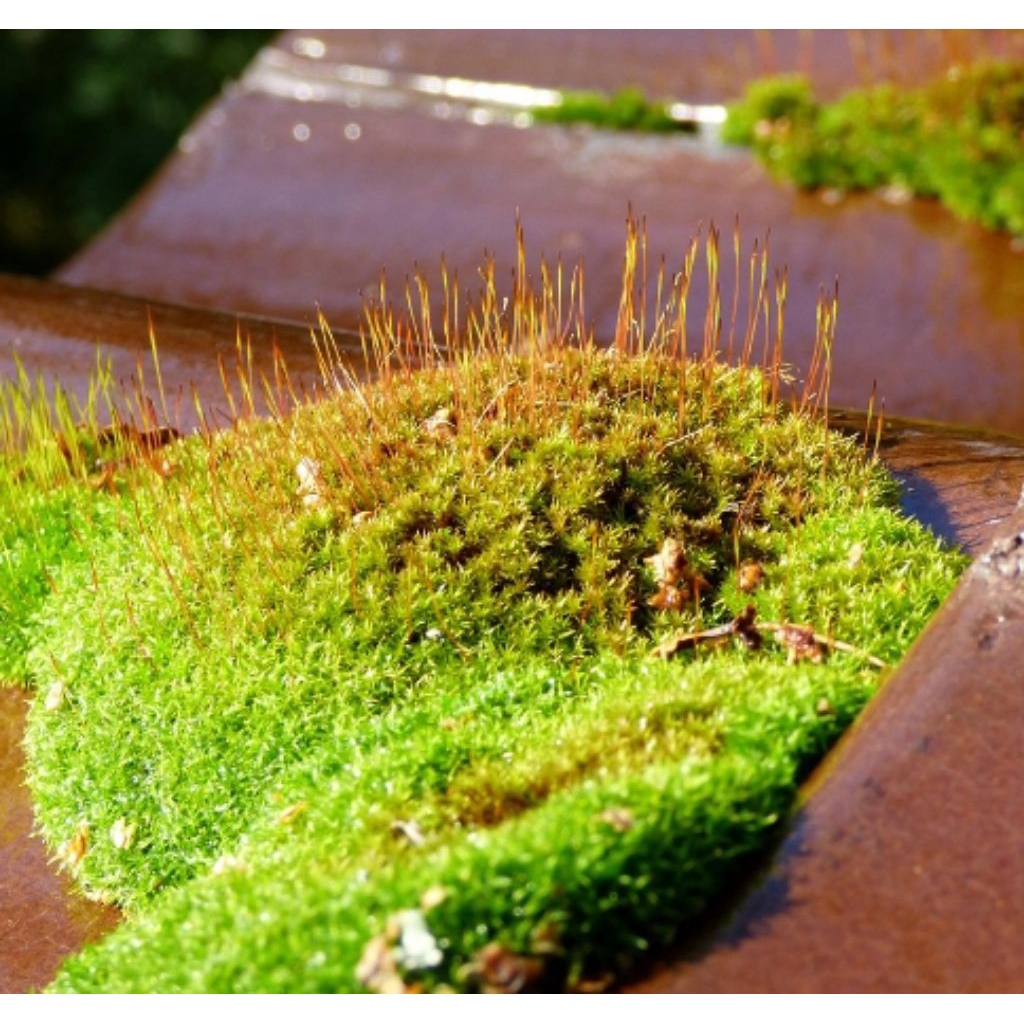 Lumut/Mos darat 500gr