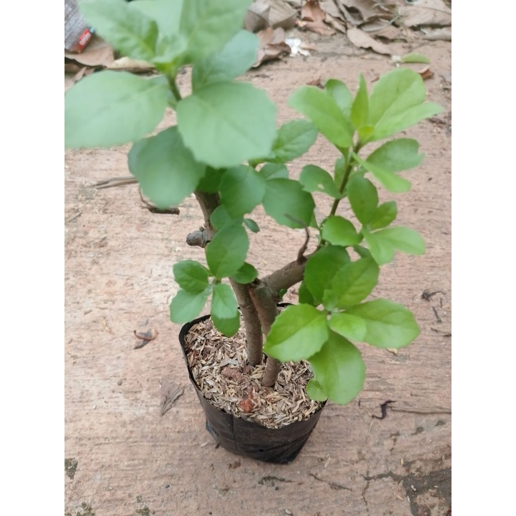 bibit tanaman herbal beluntas tanaman pohon beluntas