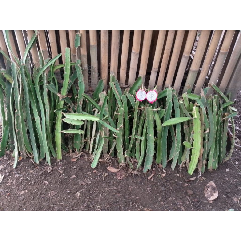 benih buah naga putih