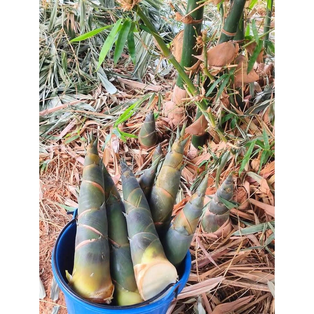 Rebung bambu segar per 1 kg,rebung cina renyah