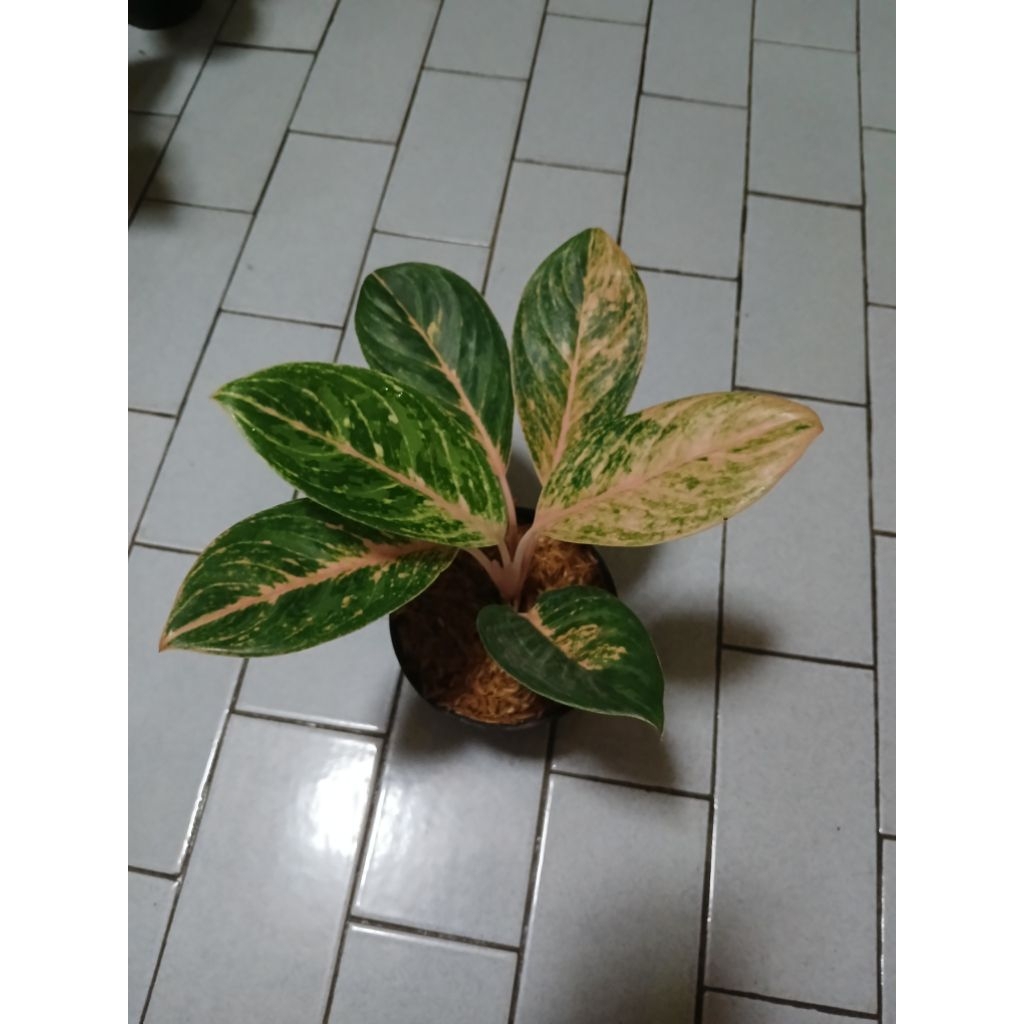 Aglaonema Obama remaja
